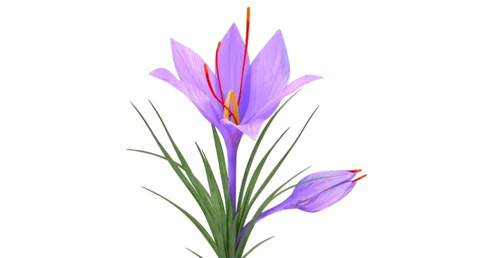 Saffron threads from Herat